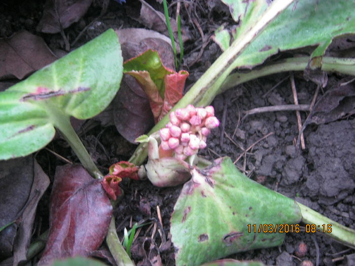 Bergenia