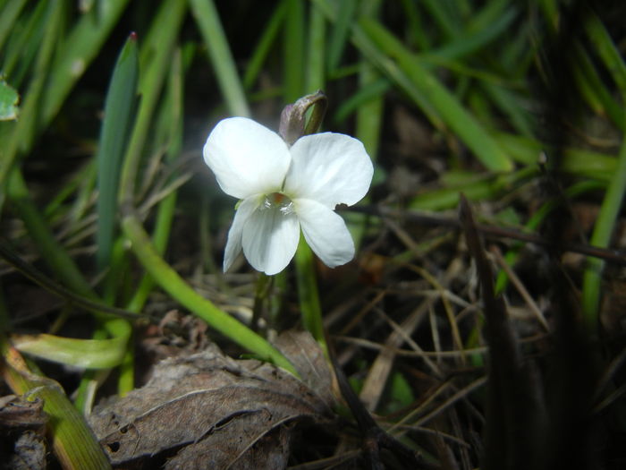 Sweet White Violet (2016, March 02)