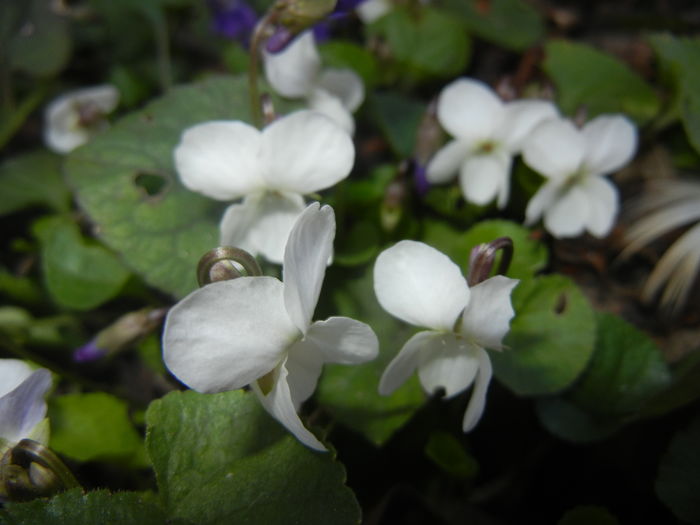 Sweet White Violet (2016, March 08) - SWEET VIOLET White
