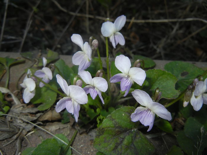 Sweet White Violet (2016, March 08)