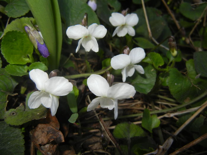 Sweet White Violet (2016, March 08)
