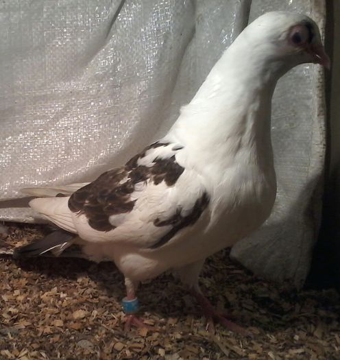 din florii pierdut juca bine de mic