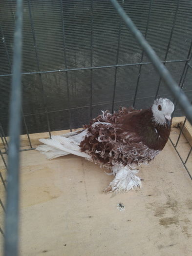 IMG_20160311_082954 - Copy