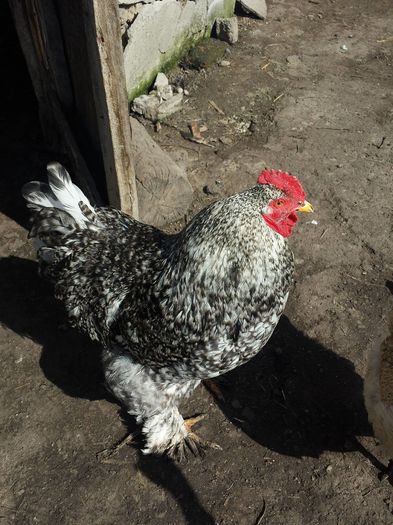 12788609_170612063320623_1434731593_o