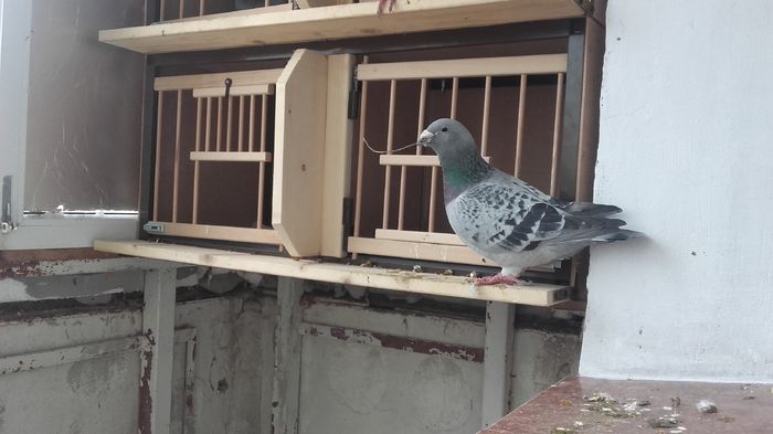 paznicul munceste din greu.