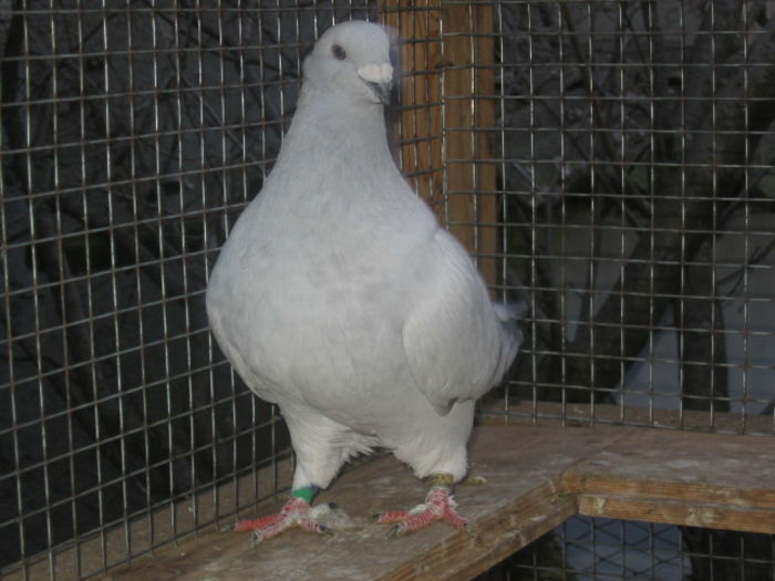 VANDA - vanduta 2016; Femela 2012.
