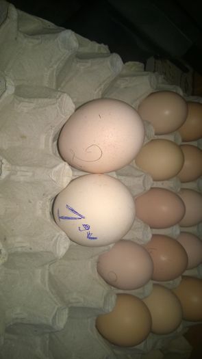 WP_20160311_002 a inceput ouatul 2016 - Paunii mei