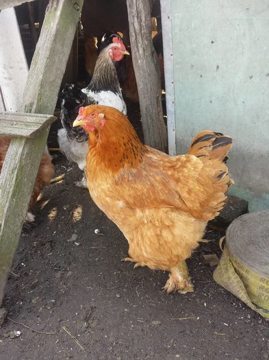 12787601_170611863320643_1912736237_o