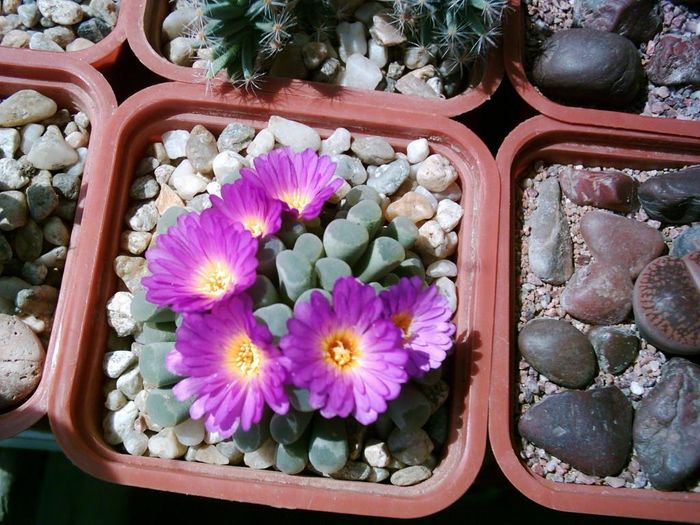 Frithia pulchra - Aizoaceae 2006-2008