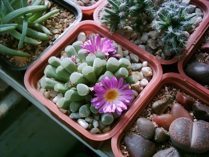 Frithia pulchra - Aizoaceae 2006-2008