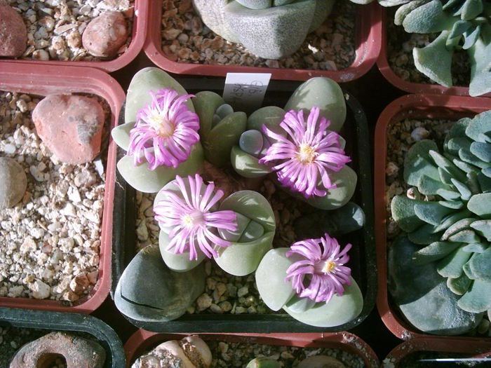 Gibbaeum dispar - Aizoaceae 2006-2008