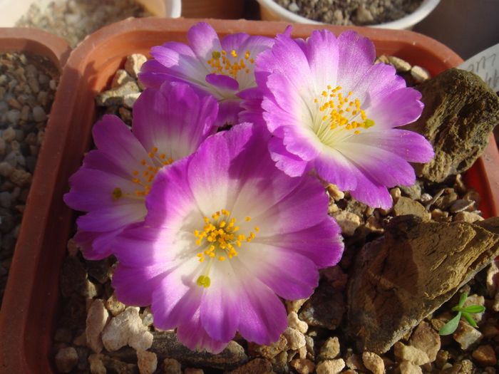 Mammillaria luethyi - Cactusi 2006-2008