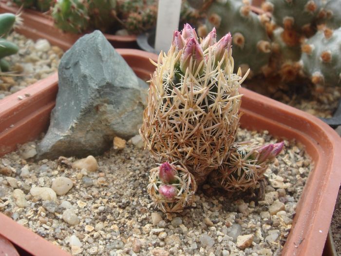 Escobaria minima SB423 - Cactusi 2006-2008
