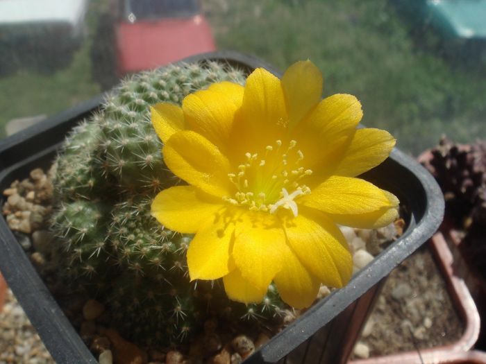 Rebutia marsoneri - Cactusi 2006-2008