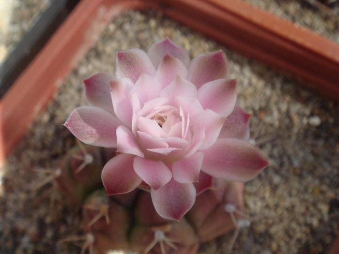 Gymnocalycium mihanovicii