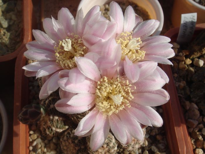 Gymnocalycium bruchii - Cactusi 2006-2008