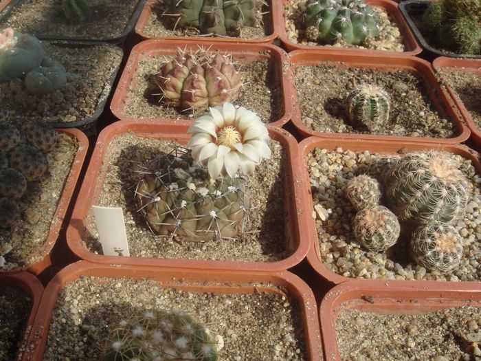 Gymnocalycium sp. - Cactusi 2006-2008