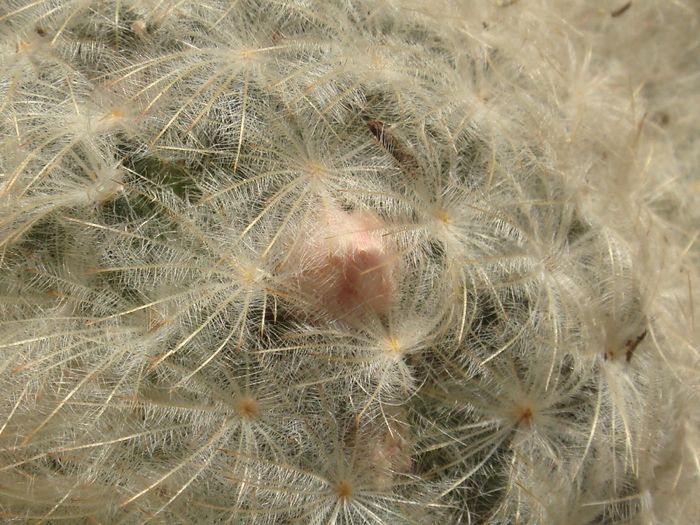 Mammillaria plumosa