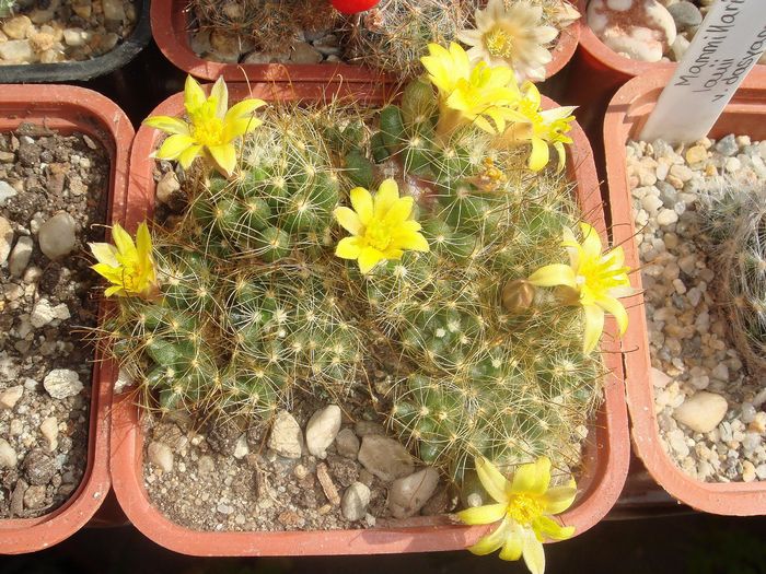 Mammillaria surculosa