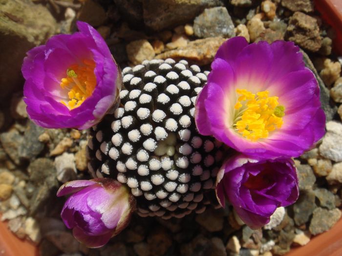 Mammillaria luethyi