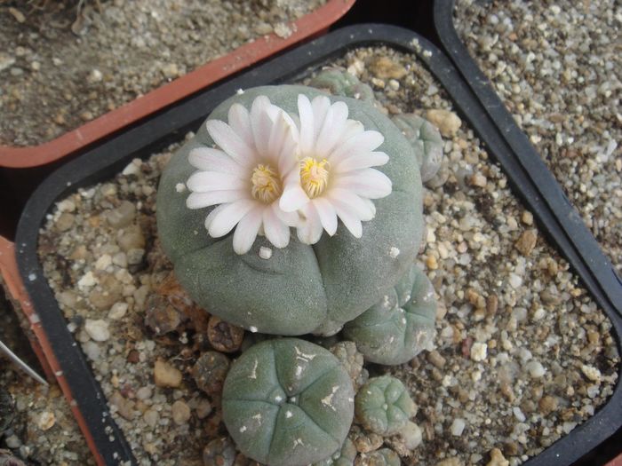 Lophophora williamsii - Cactusi 2006-2008