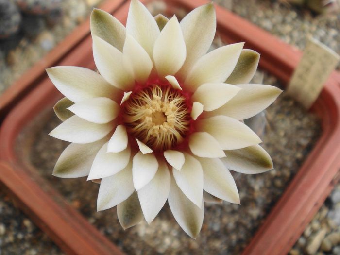 Gymnocalycium sp.