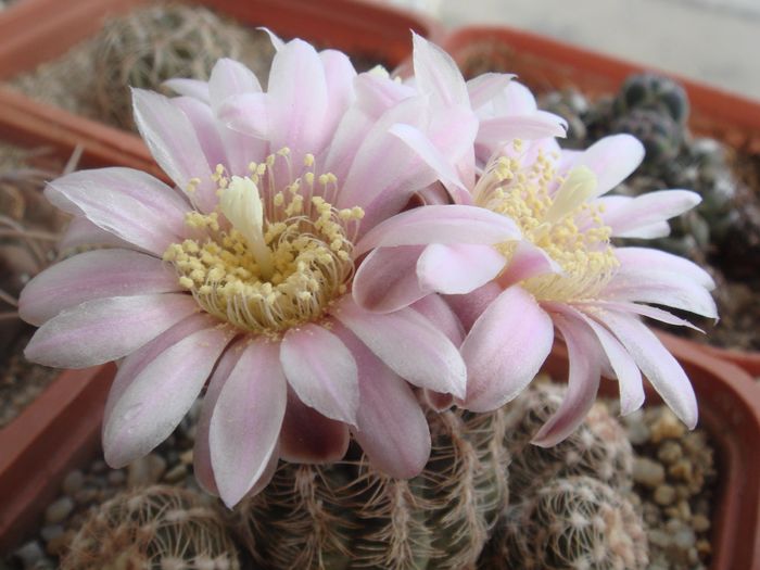 Gymnocalycium bruchii - Cactusi 2006-2008