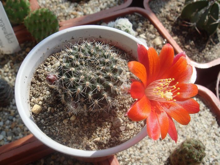 Rebutia senilis