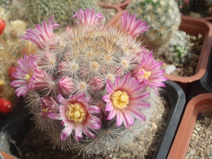 Mammilaria carmenae - Cactusi 2006-2008