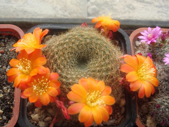 Rebutia marsoneri