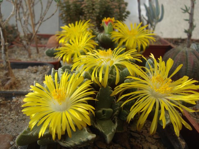 Faucaria felina ssp. tuberculosa - Aizoaceae 2006-2008