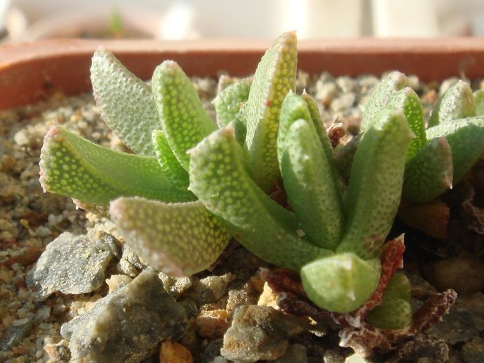 Chasmatophyllum musculinum - Aizoaceae 2006-2008