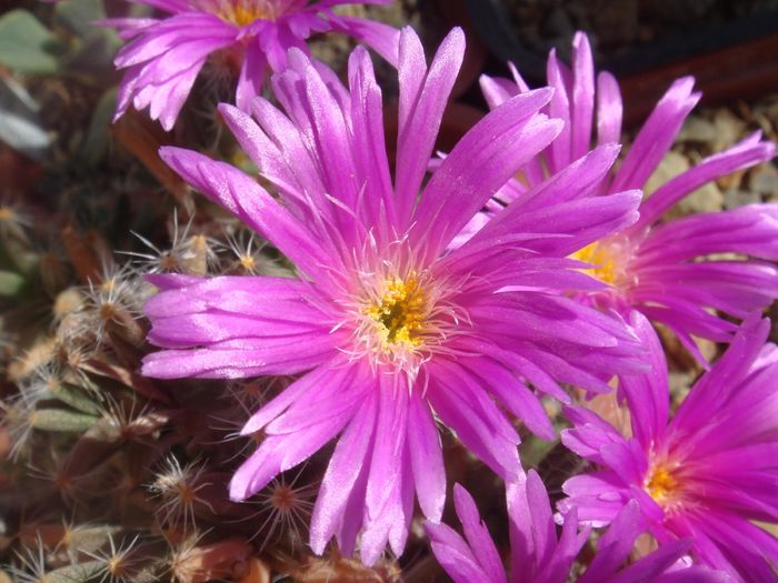 Trichodiadema densum