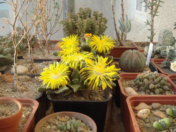 Faucaria felina - Aizoaceae 2006-2008