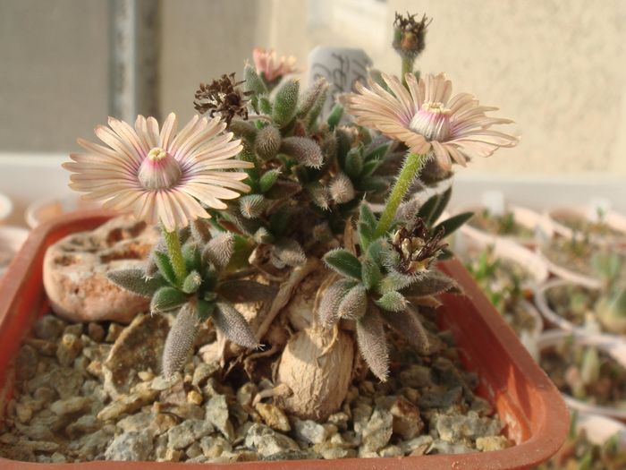 Trichodiadema fergusoniae - Aizoaceae 2006-2008