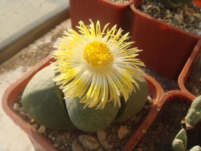 Pleiospilos nelii