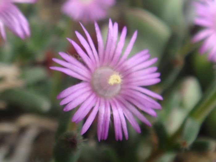 Trichodiadema - Aizoaceae 2006-2008