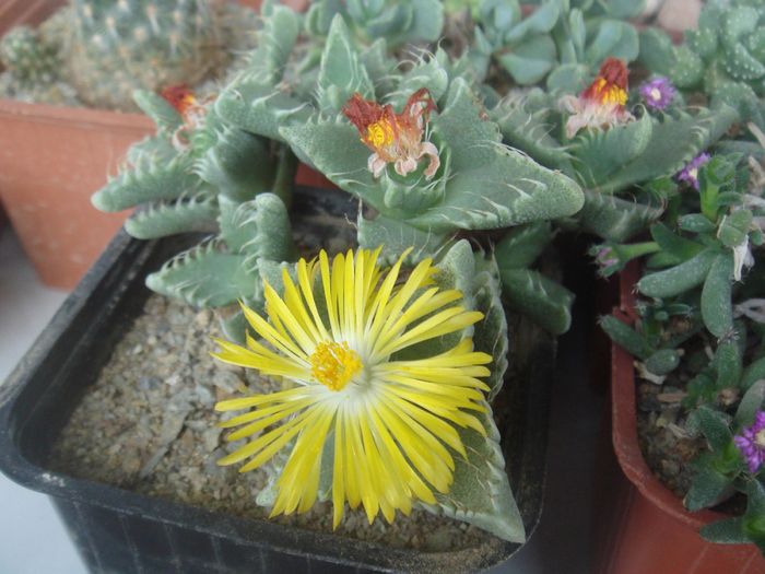 Faucaria - Aizoaceae 2006-2008