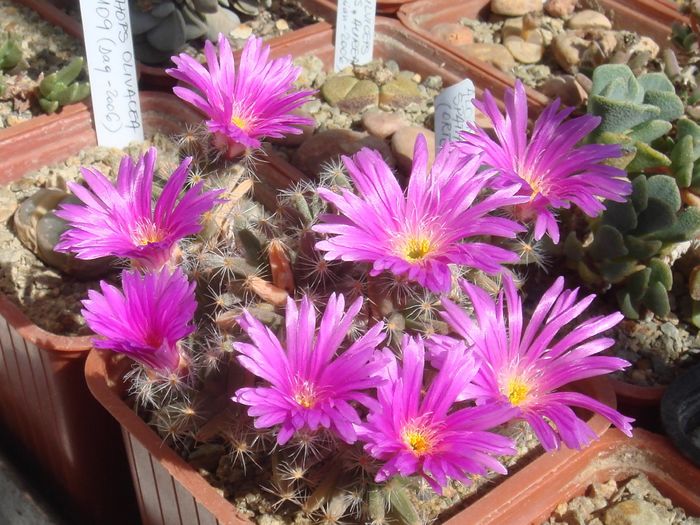 Trichodiadema densum