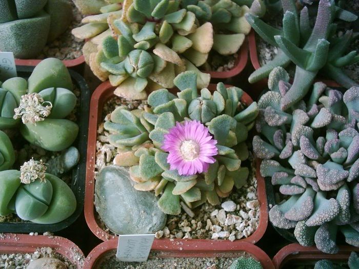 Aloinopsis spathulata