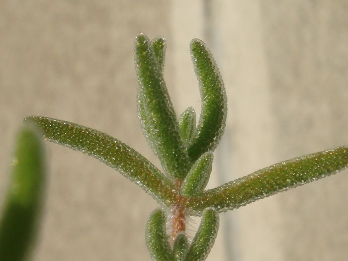 Drosanthemum - Aizoaceae 2006-2008