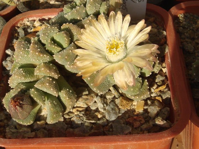 Aloinopsis luckhoffii - Aizoaceae 2006-2008