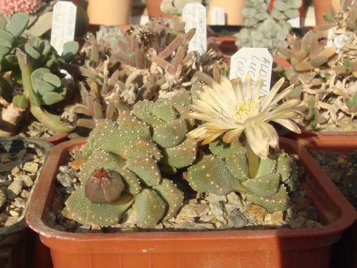 Aloinopsis luckhoffii