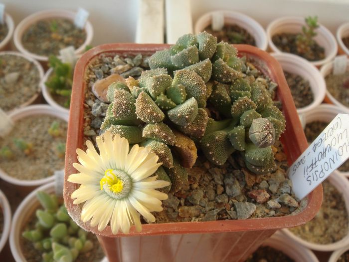 Aloinopsis luckhoffii - Aizoaceae 2006-2008