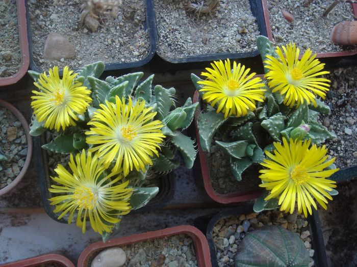 Faucaria