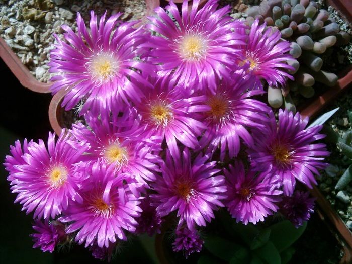 Trichodiadema densum