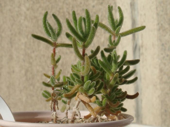 Drosanthemum - Aizoaceae 2006-2008