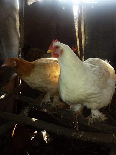 12810000_170611646653998_1780661105_o