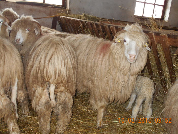 Picture 191 - Productia De Miei 2016