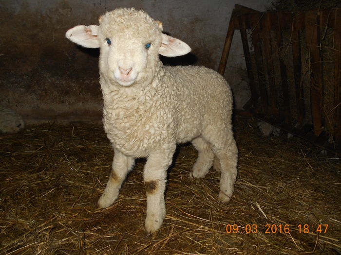 Picture 054 - Productia De Miei 2016